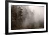 Redwood Forest Atmospherics-Steve Gadomski-Framed Photographic Print