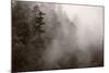 Redwood Forest Atmospherics-Steve Gadomski-Mounted Photographic Print