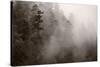 Redwood Forest Atmospherics-Steve Gadomski-Stretched Canvas