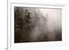 Redwood Forest Atmospherics-Steve Gadomski-Framed Photographic Print