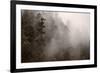 Redwood Forest Atmospherics-Steve Gadomski-Framed Photographic Print