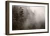 Redwood Forest Atmospherics-Steve Gadomski-Framed Photographic Print