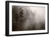 Redwood Forest Atmospherics-Steve Gadomski-Framed Photographic Print