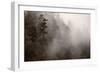 Redwood Forest Atmospherics-Steve Gadomski-Framed Photographic Print