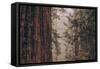 Redwood Forest Detail, California Coast-null-Framed Stretched Canvas