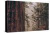 Redwood Forest Detail, California Coast-null-Stretched Canvas