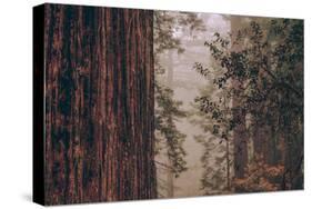 Redwood Forest Detail, California Coast-null-Stretched Canvas