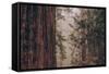 Redwood Forest Detail, California Coast-null-Framed Stretched Canvas