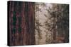 Redwood Forest Detail, California Coast-null-Stretched Canvas