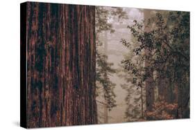 Redwood Forest Detail, California Coast-null-Stretched Canvas