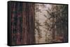 Redwood Forest Detail, California Coast-null-Framed Stretched Canvas