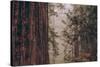 Redwood Forest Detail, California Coast-null-Stretched Canvas