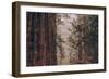 Redwood Forest Detail, California Coast-null-Framed Photographic Print