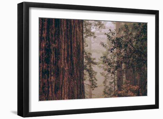 Redwood Forest Detail, California Coast-null-Framed Photographic Print