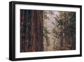 Redwood Forest Detail, California Coast-null-Framed Photographic Print