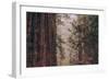 Redwood Forest Detail, California Coast-null-Framed Photographic Print