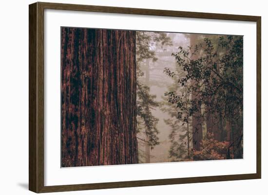 Redwood Forest Detail, California Coast-null-Framed Photographic Print