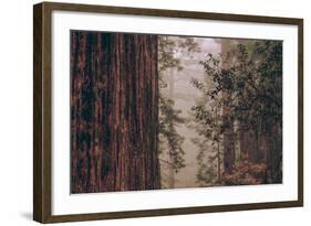 Redwood Forest Detail, California Coast-null-Framed Photographic Print