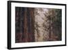 Redwood Forest Detail, California Coast-null-Framed Photographic Print