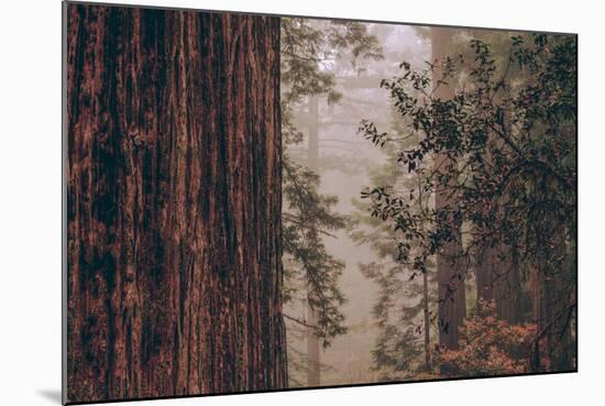 Redwood Forest Detail, California Coast-null-Mounted Photographic Print