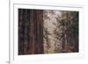 Redwood Forest Detail, California Coast-null-Framed Photographic Print