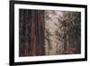 Redwood Forest Detail, California Coast-null-Framed Photographic Print