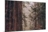 Redwood Forest Detail, California Coast-null-Mounted Photographic Print