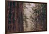 Redwood Forest Detail, California Coast-null-Framed Photographic Print