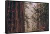 Redwood Forest Detail, California Coast-null-Framed Stretched Canvas