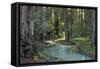 Redwood Forest I-Rita Crane-Framed Stretched Canvas