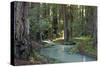 Redwood Forest I-Rita Crane-Stretched Canvas