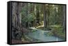 Redwood Forest I-Rita Crane-Framed Stretched Canvas