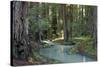 Redwood Forest I-Rita Crane-Stretched Canvas