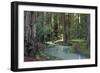 Redwood Forest I-Rita Crane-Framed Photographic Print