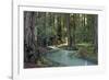 Redwood Forest I-Rita Crane-Framed Photographic Print