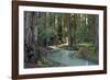 Redwood Forest I-Rita Crane-Framed Photographic Print