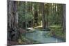 Redwood Forest I-Rita Crane-Mounted Photographic Print