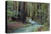 Redwood Forest II-Rita Crane-Stretched Canvas