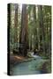 Redwood Forest III-Rita Crane-Stretched Canvas