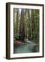 Redwood Forest III-Rita Crane-Framed Photographic Print