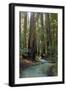 Redwood Forest III-Rita Crane-Framed Photographic Print