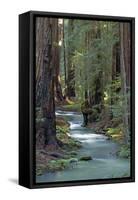 Redwood Forest IV-Rita Crane-Framed Stretched Canvas