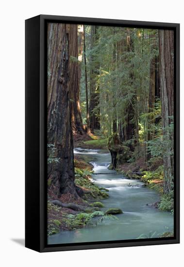 Redwood Forest IV-Rita Crane-Framed Stretched Canvas