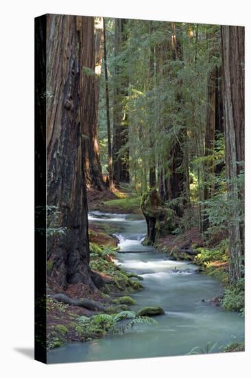 Redwood Forest IV-Rita Crane-Stretched Canvas