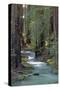 Redwood Forest IV-Rita Crane-Stretched Canvas