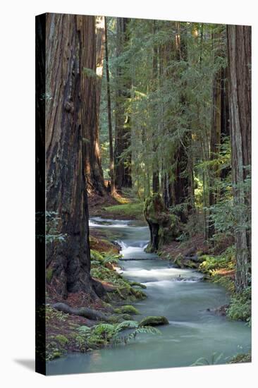 Redwood Forest IV-Rita Crane-Stretched Canvas