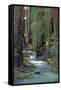 Redwood Forest IV-Rita Crane-Framed Stretched Canvas