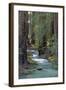 Redwood Forest IV-Rita Crane-Framed Photographic Print