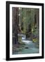 Redwood Forest IV-Rita Crane-Framed Photographic Print