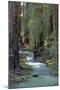 Redwood Forest IV-Rita Crane-Mounted Photographic Print